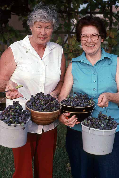 mom al grapes